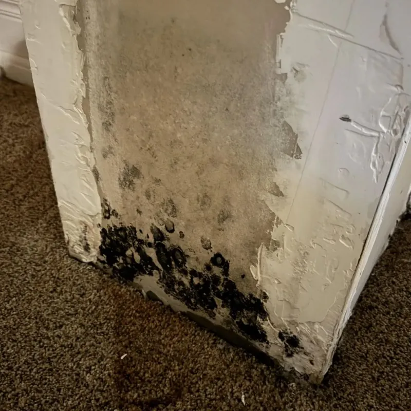 Professional Mold Removal in Elk Grove, CA